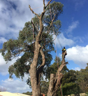 Stump Grinding Happy Valley, Tree Felling Aberfoyle Park, Gardening Services Adelaide, Mulching Reynella