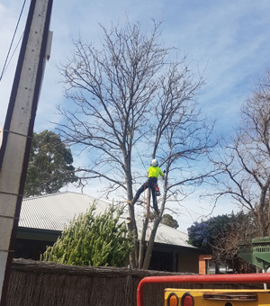 Tree Pruning Morphett Vale, Gardening Services Adelaide, Stump Grinding Reynella, Tree Felling Aberfoyle Park